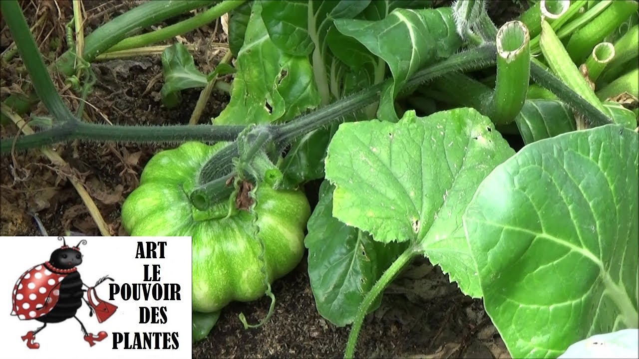 Potager conseils jardinage :citrouille géante: Comment faire un semis en ville: plante annuelle