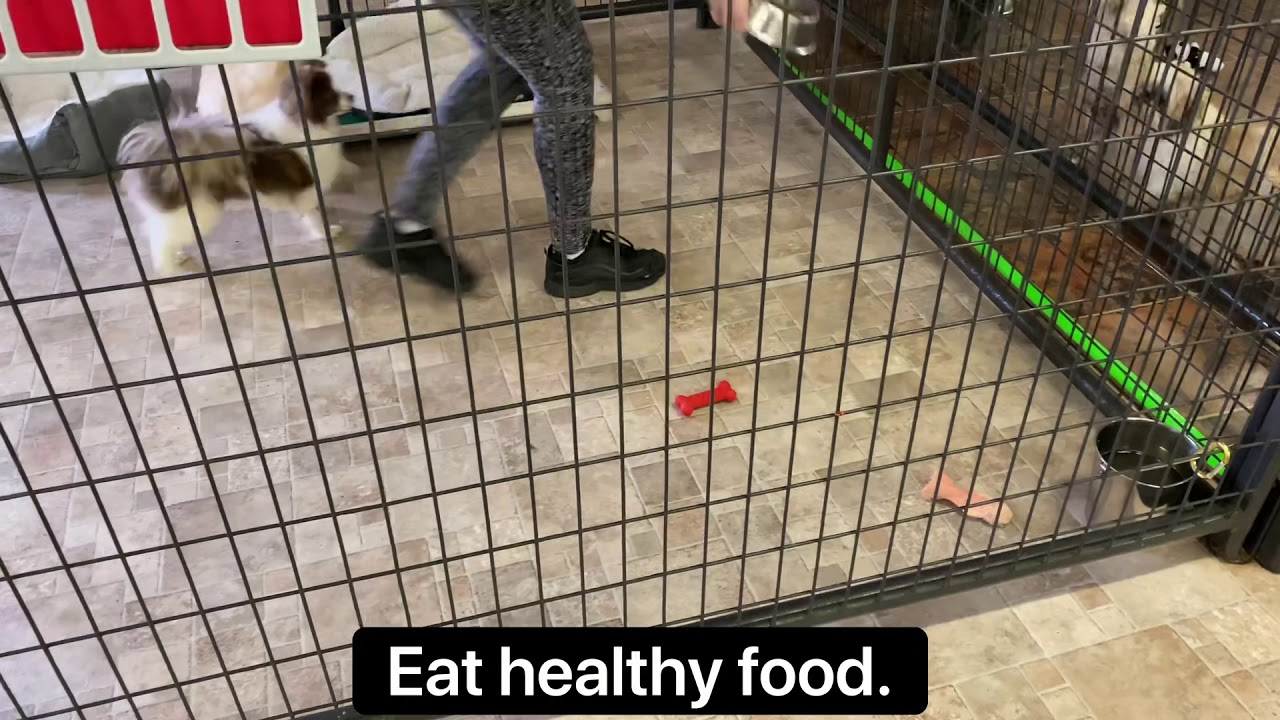 How to Survive a Quarantine or Stay Home Order - Tips From Our Puppy Mill Rescues - Safe from Corona