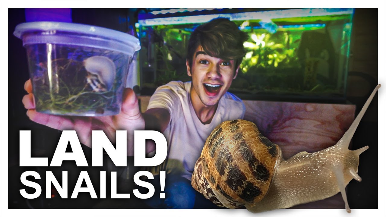 UNBOXING GIANT LIVE LAND SNAILS | NEW PET SNAILS
