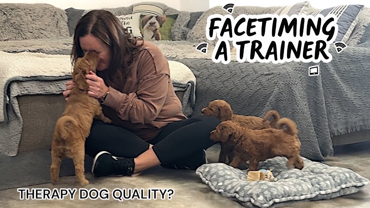 RECORDED LIVE FOOTAGE, INTERVIEWING 3 PUPPIES FOR A THERAPY DOG ON FACETIME WITH TRAINER