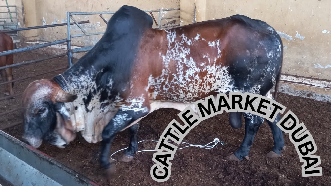 DUBAI CATTLE MARKET 2023