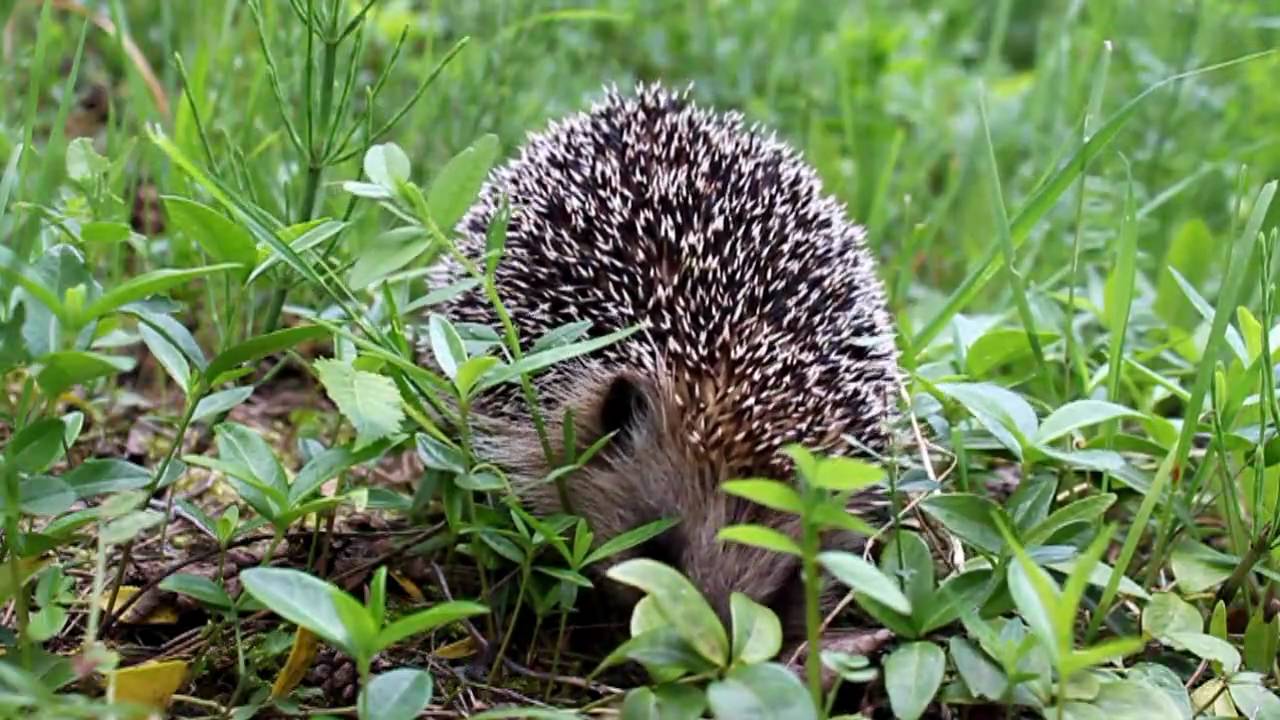 Igel Rollout