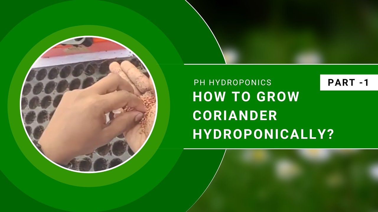 How To Grow Coriander Hydroponically - Part 1 #hydroponics