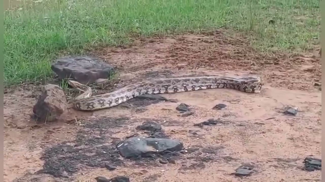 నల్లమల్ల అడవిలో భారి కొండ చిలువ