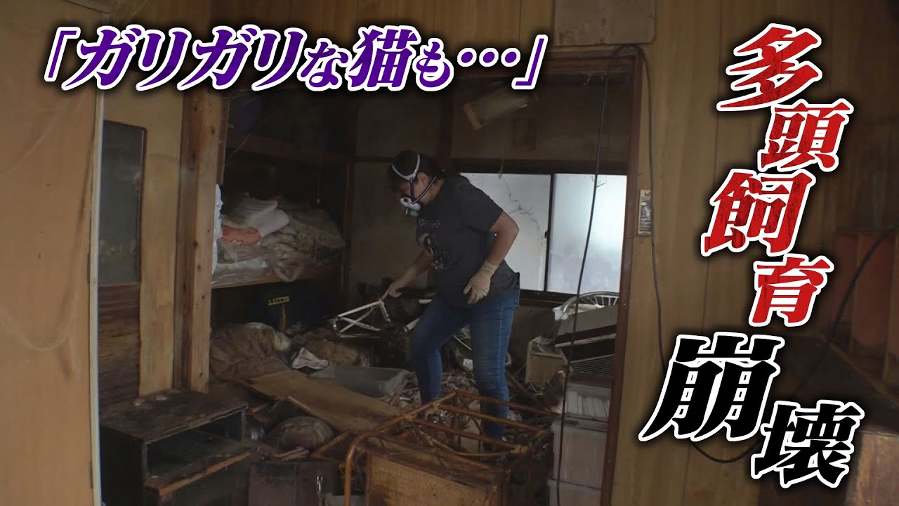 【約40匹の猫】ゴミや排せつ物が散乱した部屋の中 言葉にならない“多頭飼育崩壊”の現場