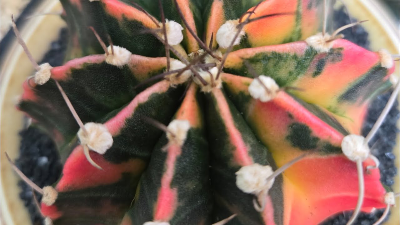 샘물다육  라이브 방송