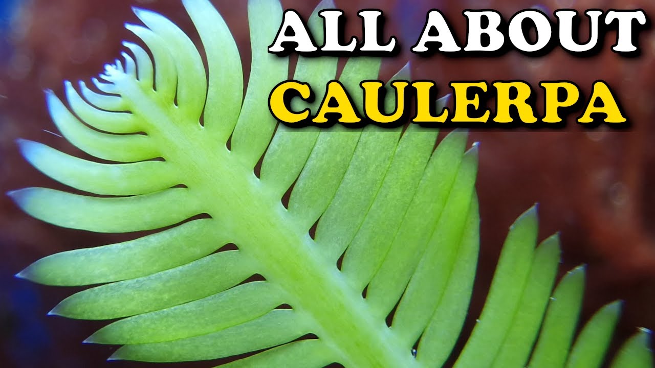 CAULERPA Macroalgae in your REEF TANK | An introduction to Caulerpa