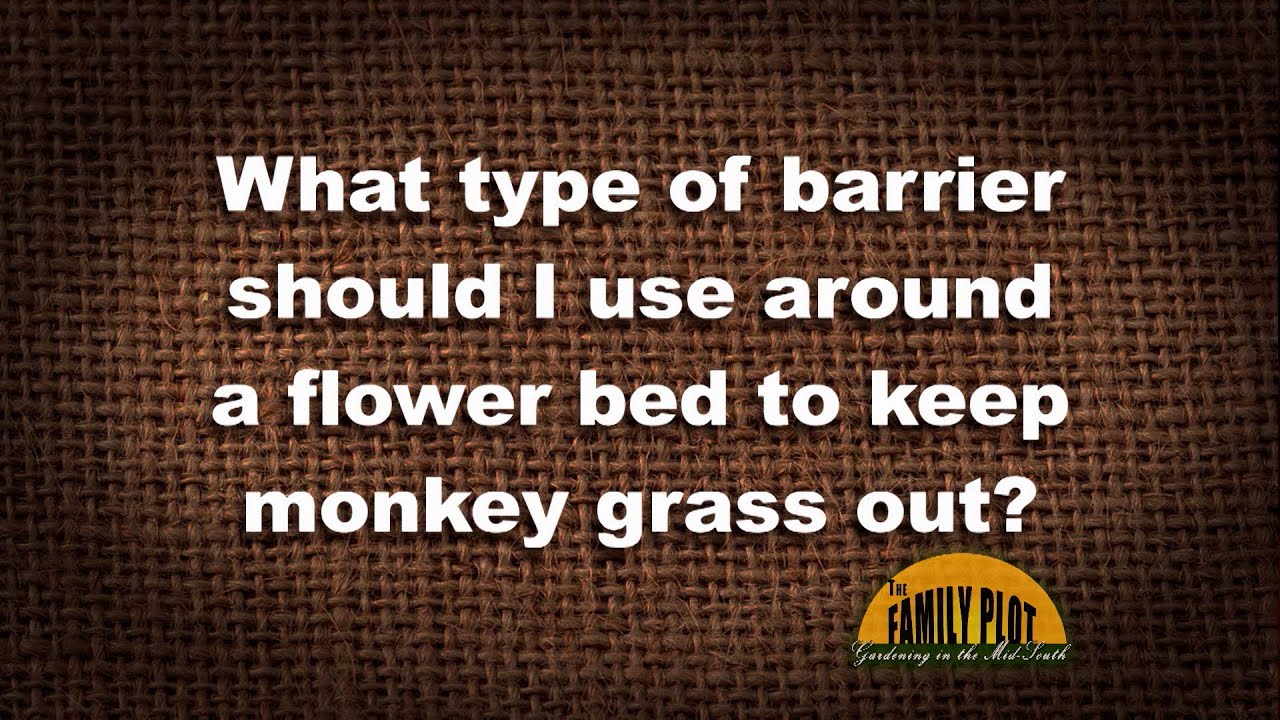 Q&A &ndash; What type of barrier should I use to keep monkey grass out?
