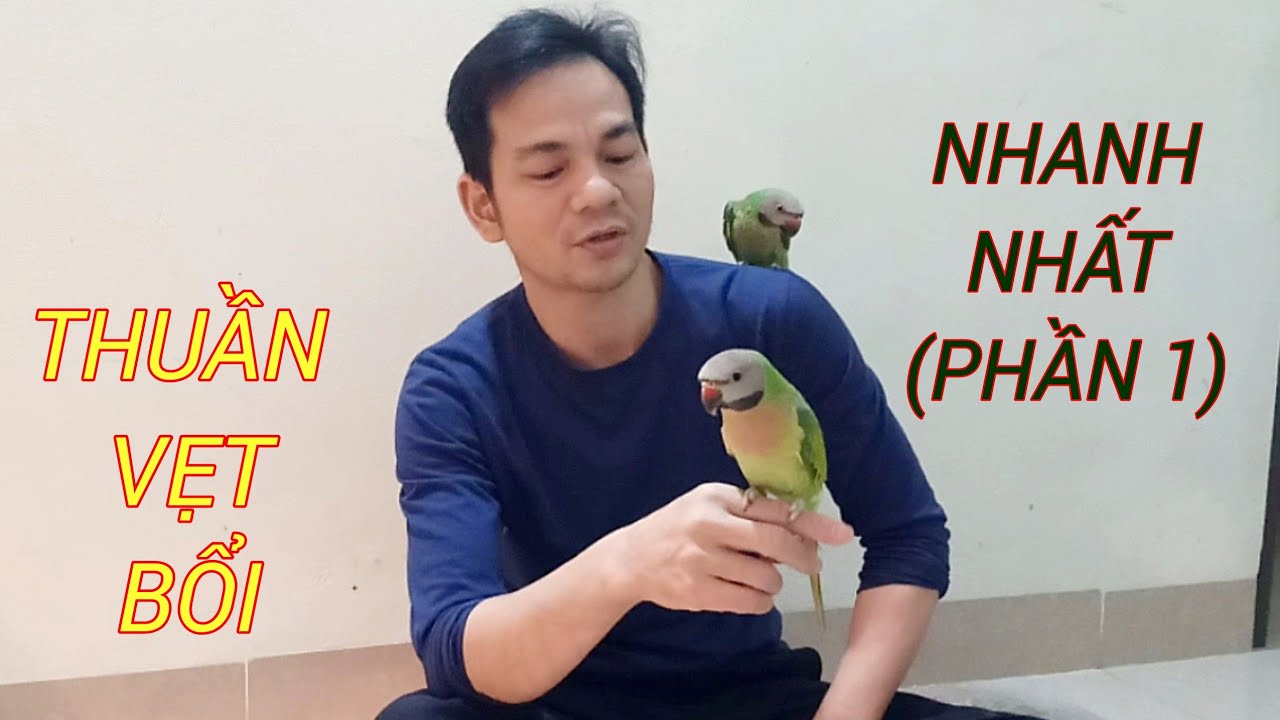 Thuần Vẹt Bổi Nhanh Nhất Vịnh Bắc Bộ((PHẦN 1). How To Tame Natural Forested Parrot Quickly?