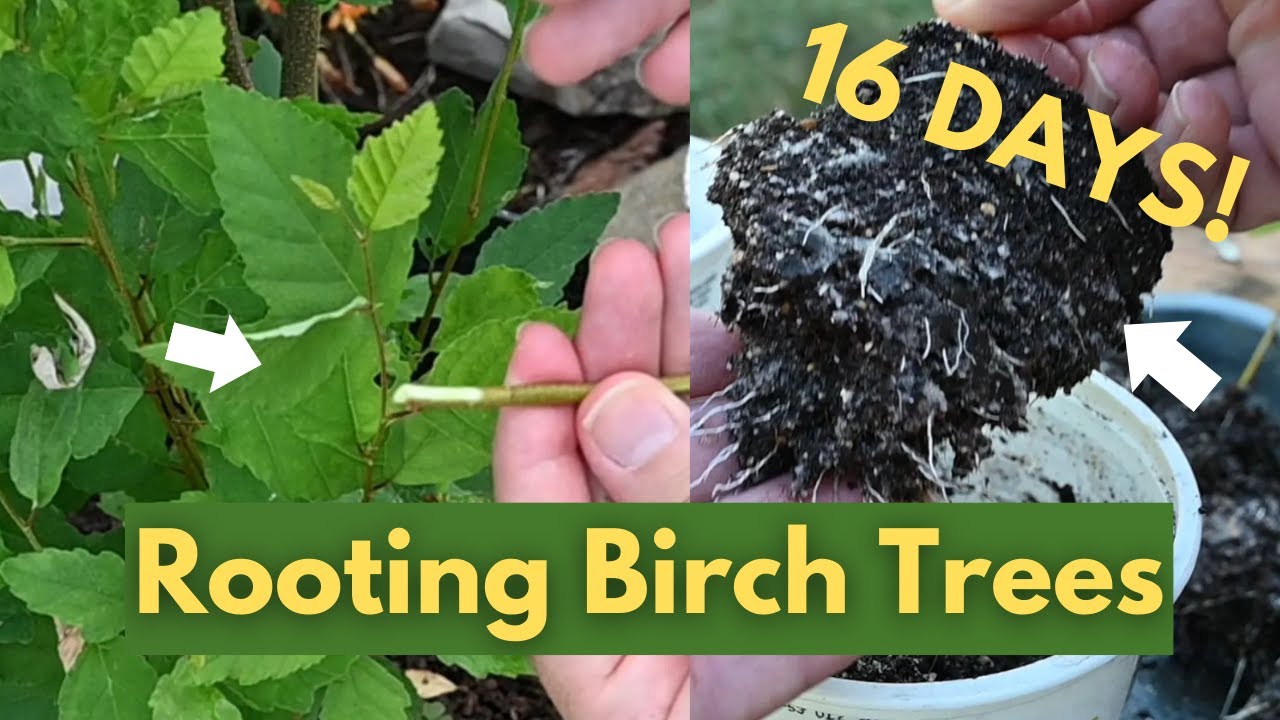 How to Propagate a Birch Tree from Cuttings - From Start to Finish!
