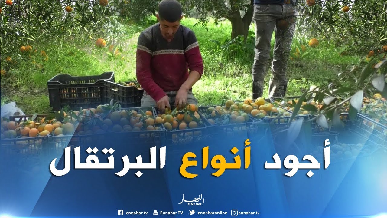 طلة الصباح..اليوم تطل عليكم من مزرعة تنتج أجود أنواع البرتقال ببني تامو