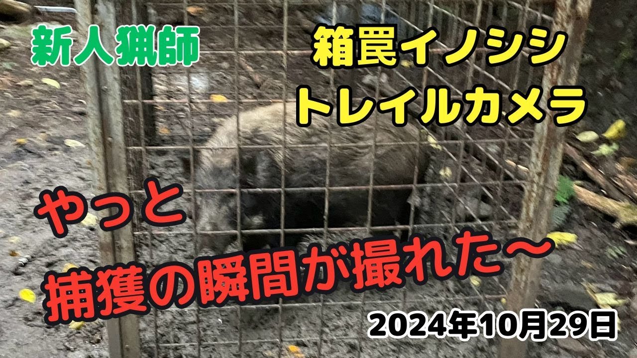 #17 新人猟師　捕獲の瞬間！箱罠イノシシ（2024年10月29日）　#有害鳥獣捕獲 #愛媛