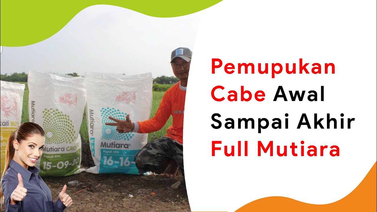 Full Mutiara! Kebutuhan Pupuk Cabe Lengkap Dari Awal Sampai Panen