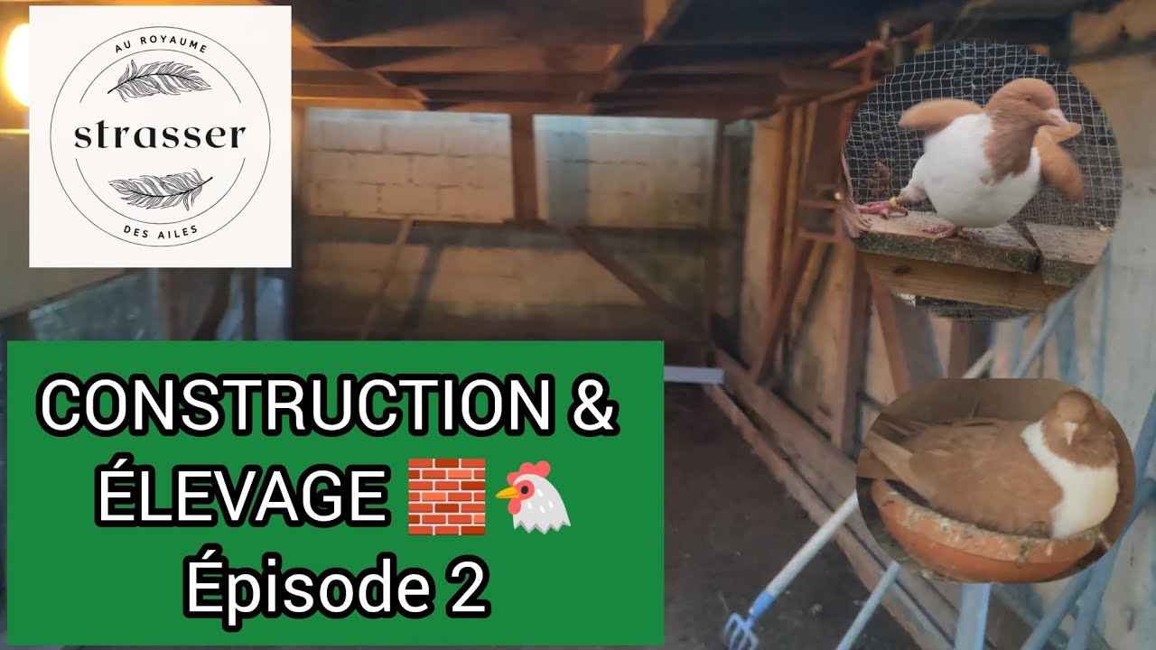 Épisode 2 – Construction de la dalle 🧱 | Clapiers, poules de Gournay, cailles & nouveaux animaux 🦆🐦