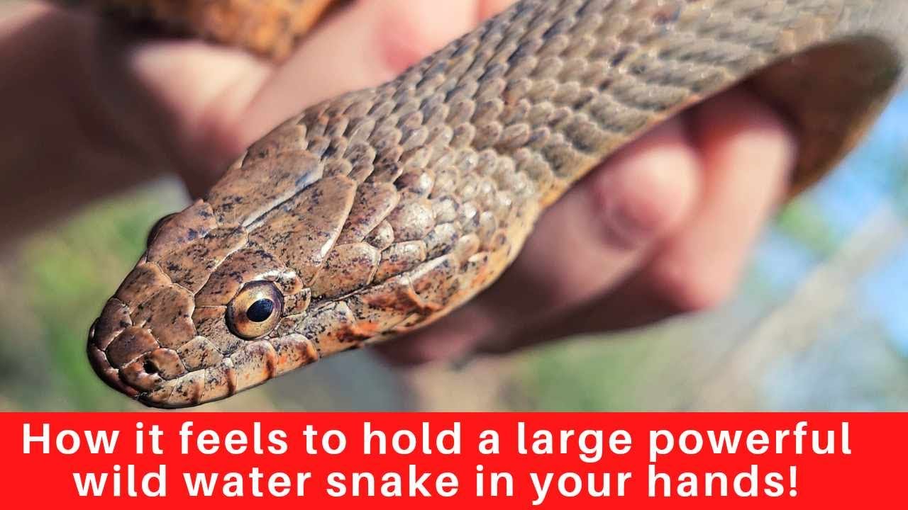 Best known to bite vigorously when handled! Northern Water Snake: Nerodia sipedon