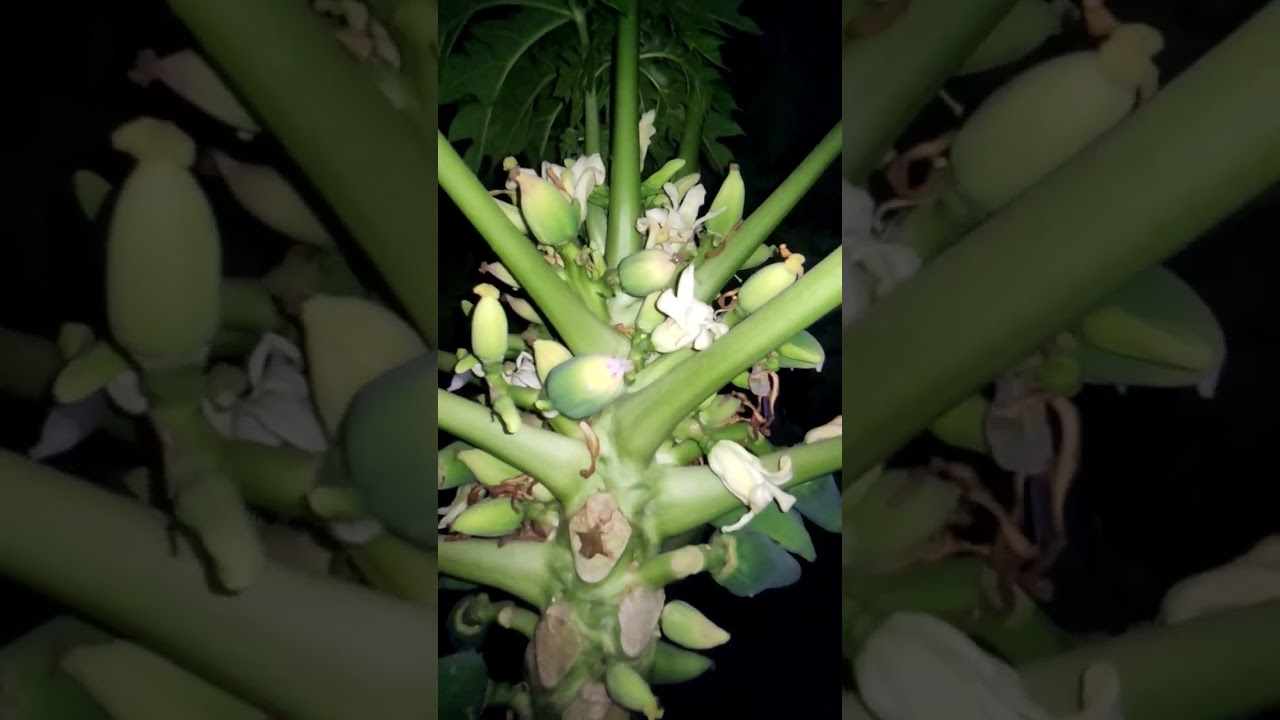 difference between male and female papaya plants
