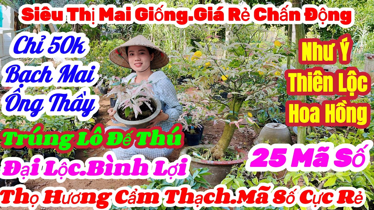 🌼15/3☎️0379932216👉Nguyên🌲Mai Vàng Giá Rẻ🌲Xã 50k Đế Thú Già Mùa🌲Thiên Lộc.Ông Thầy.Bạch Mai.Thọ Hương