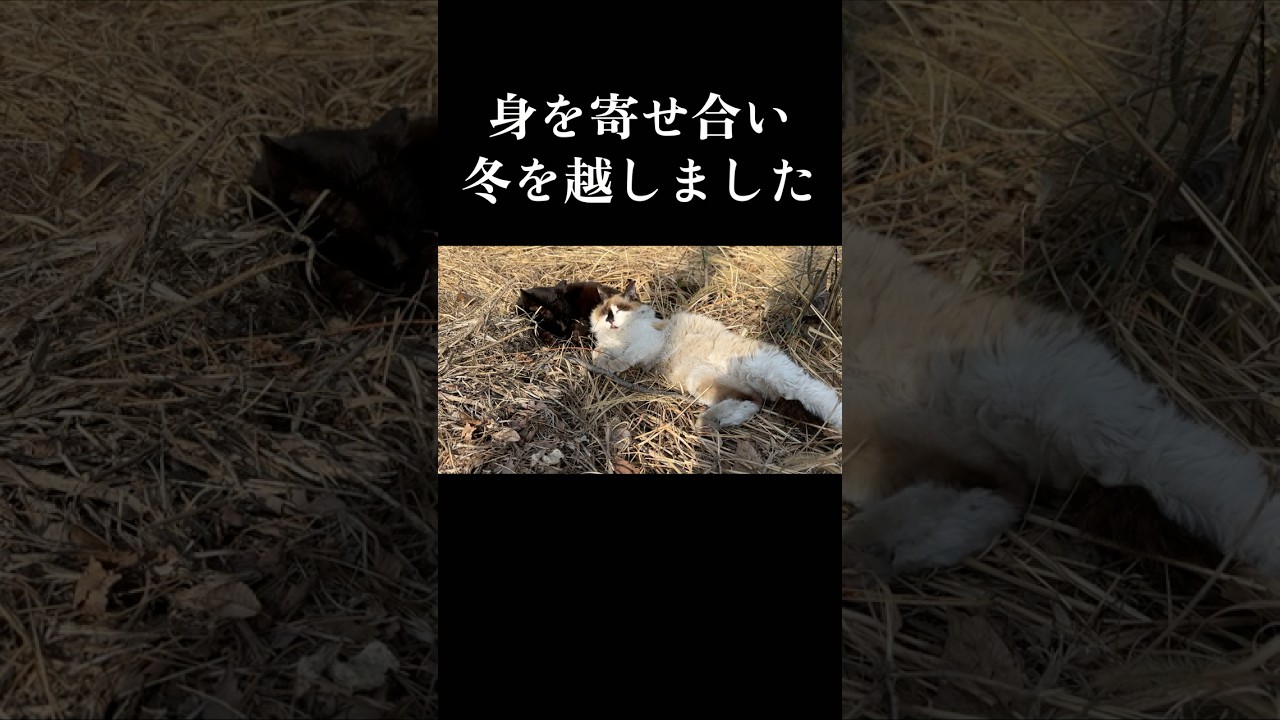 山間で10年生きた地域猫の最後【保護猫】