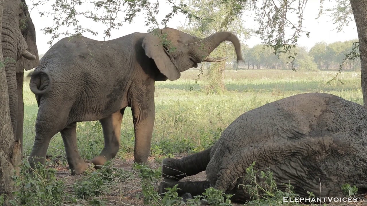 Gorongosa Elephant Viajante has a lie down