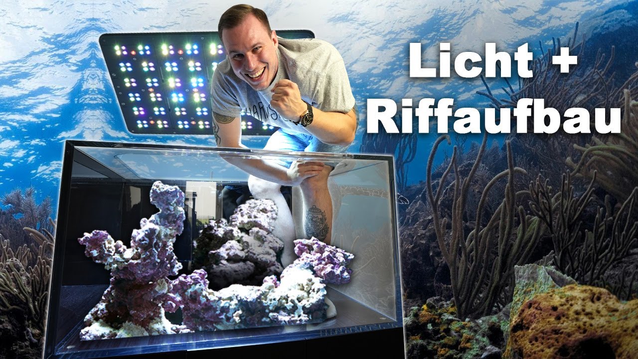 LICHT + RIFFAUFBAU in meinem Meerwasseraquarium - Anfänger Tipps