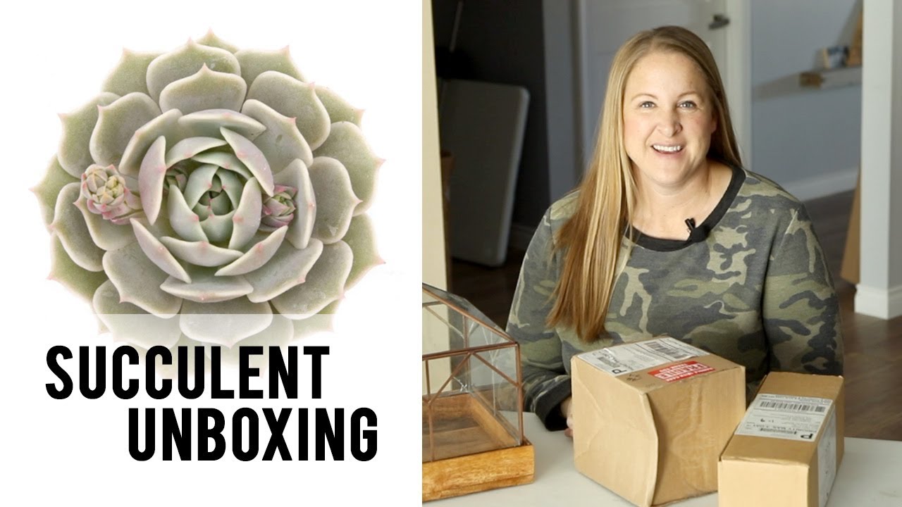 Succulent Unboxing :: Sunshine & Flora