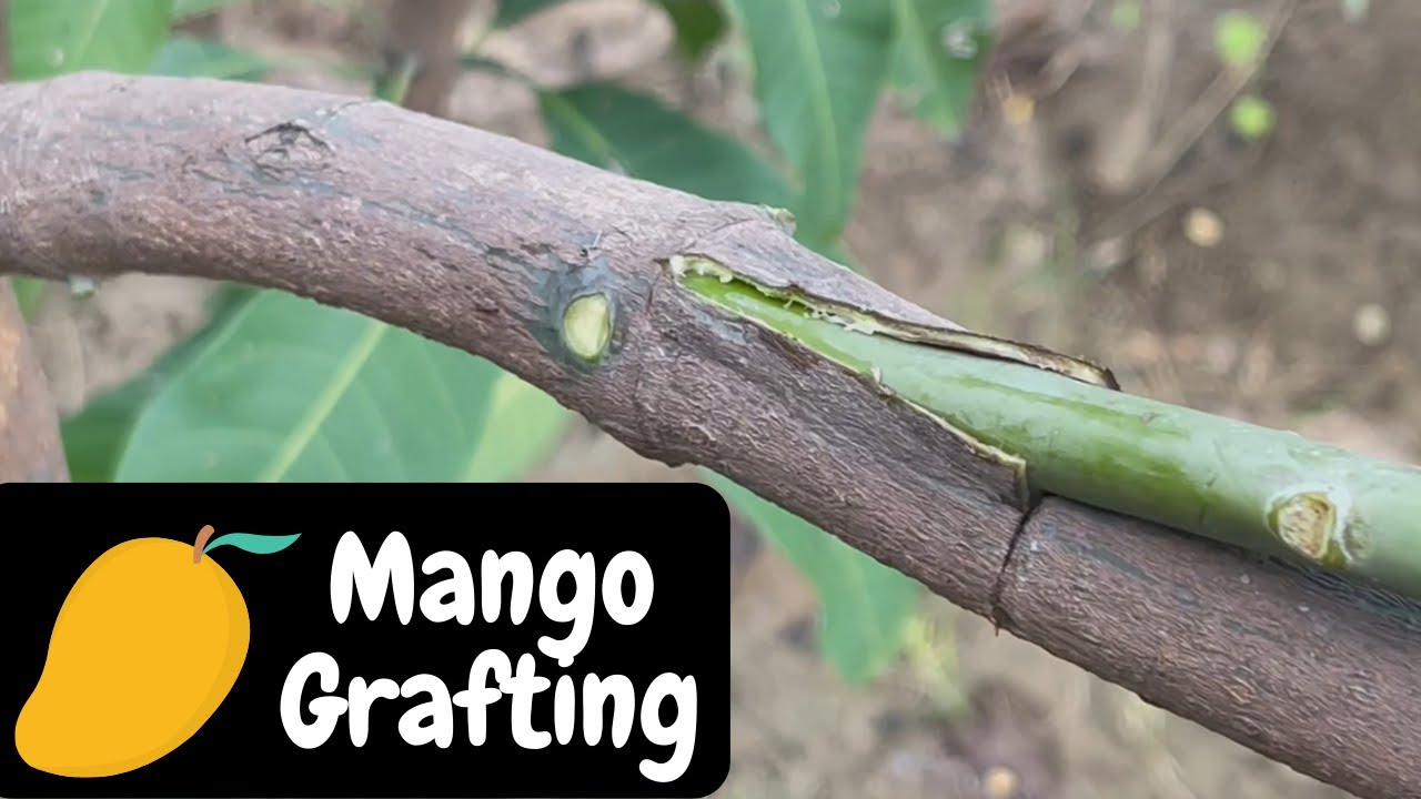 How to graft a mango tree ?????
