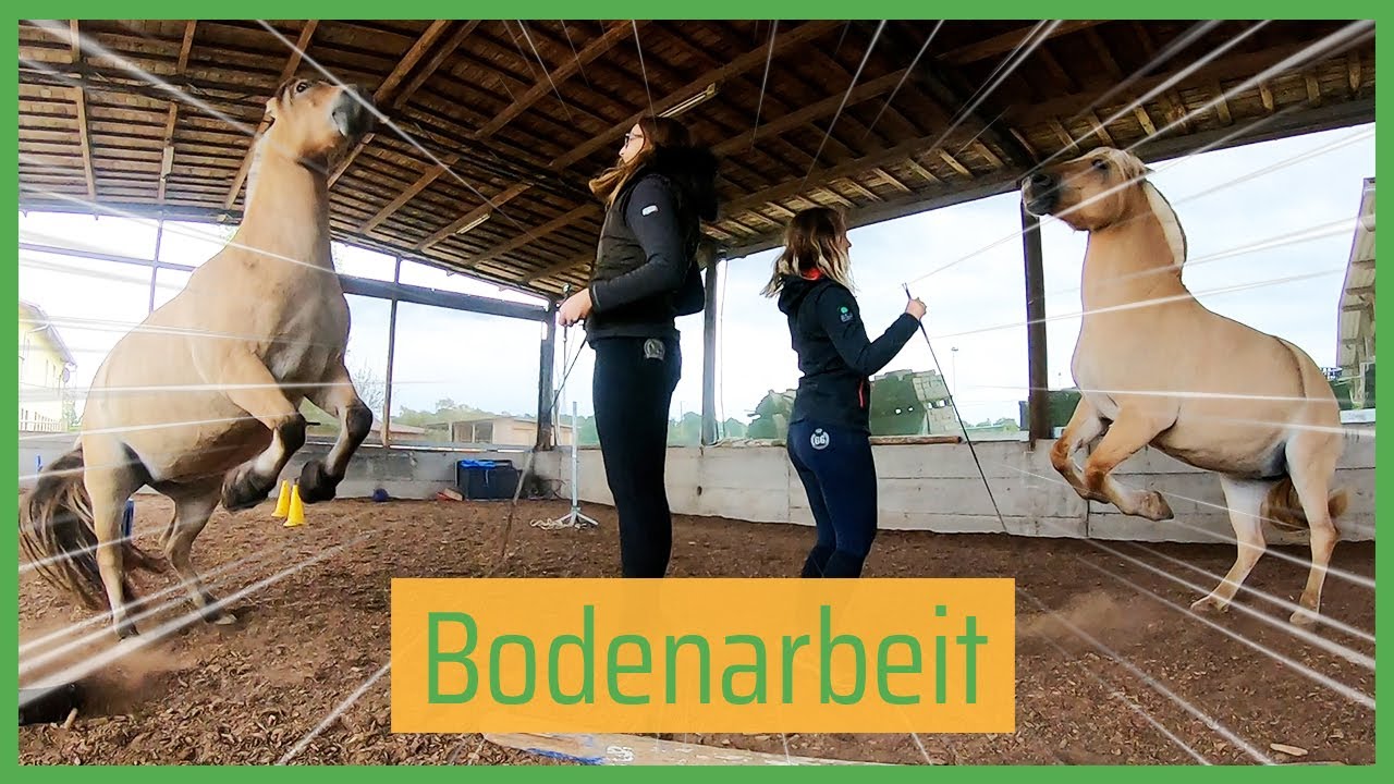 😁 1 Tag mit uns: Bodenarbeit und unser Büro ✏️ // Blondis auf Fjordis