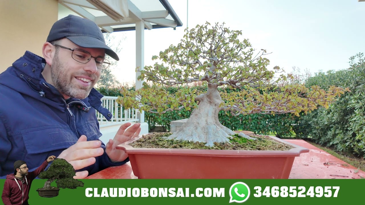 PERCHÈ NON DEVI TOCCARE IL BONSAI IN QUESTO PERIODO