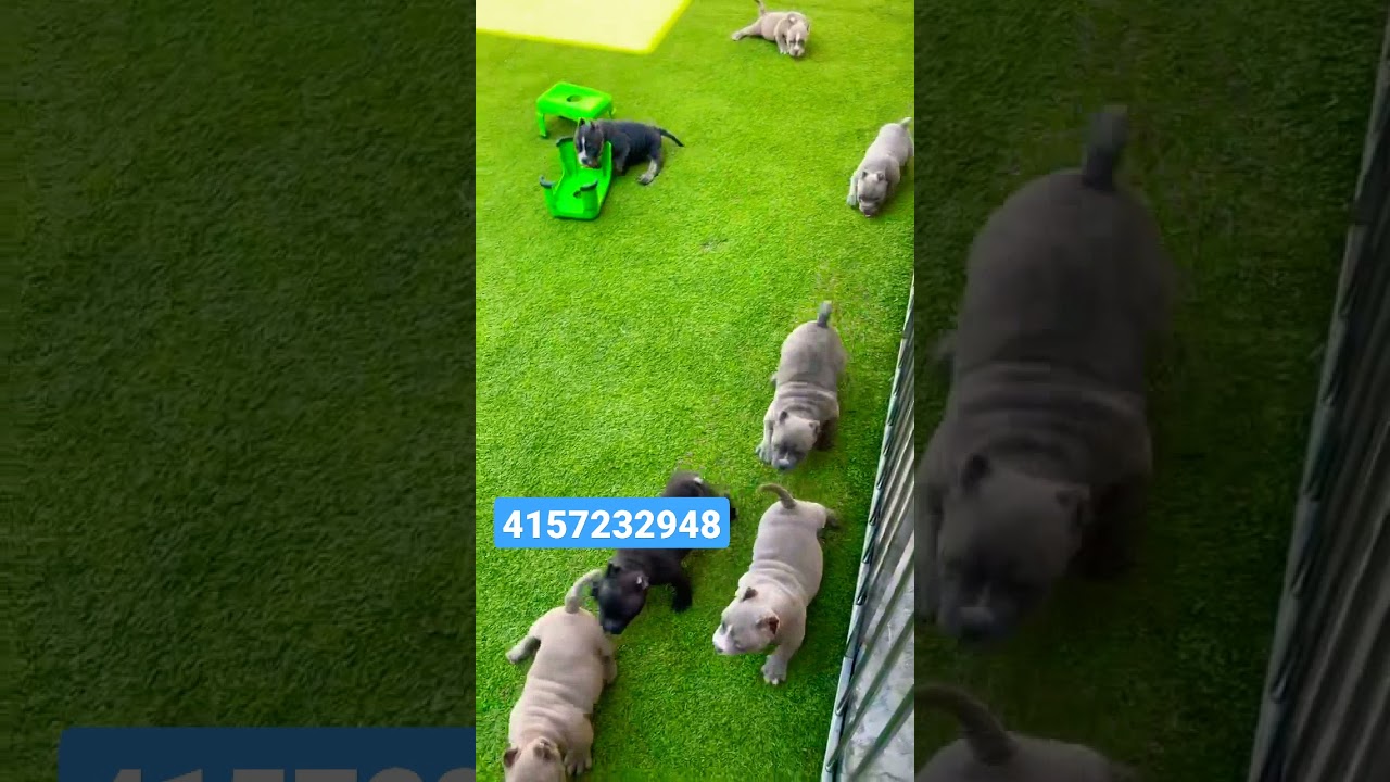 cute little micro bully puppies that are  available this December