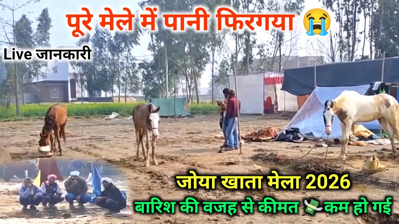 बारिश की वजह से मेले में 💸कीमत हुए बहुत कम 😰जोया खाता मेला 2026 घोड़ा व्यापारी हुए परेशान