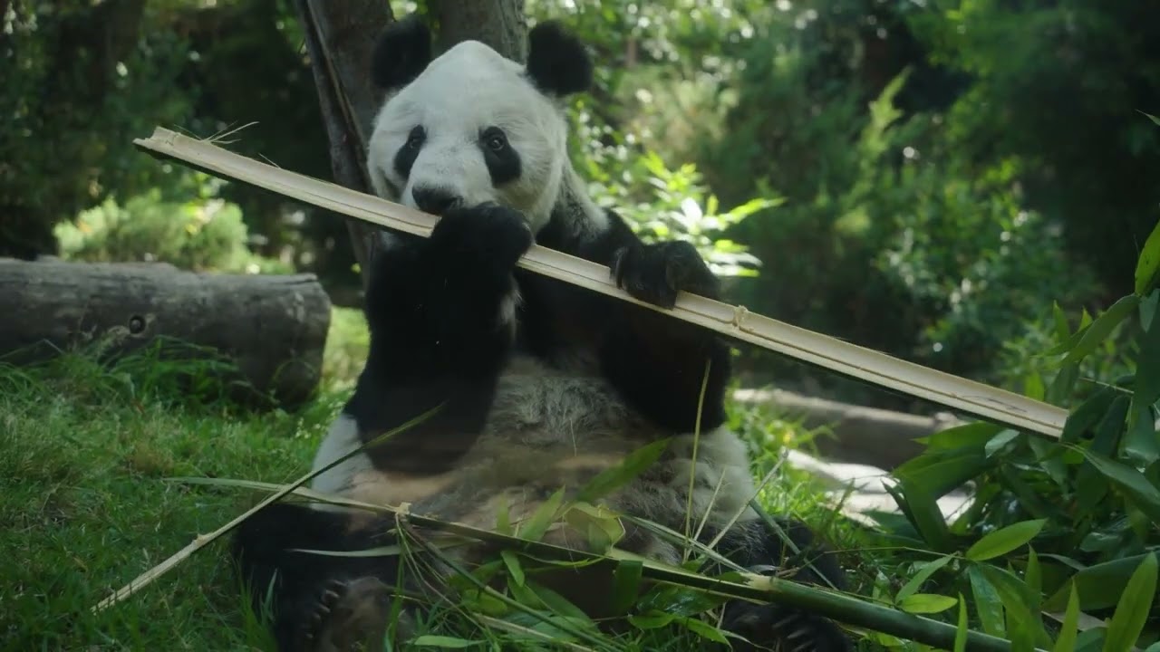 Xin Xin: Símbolo viviente de amistad y cooperación entre México y China | Reportaje
