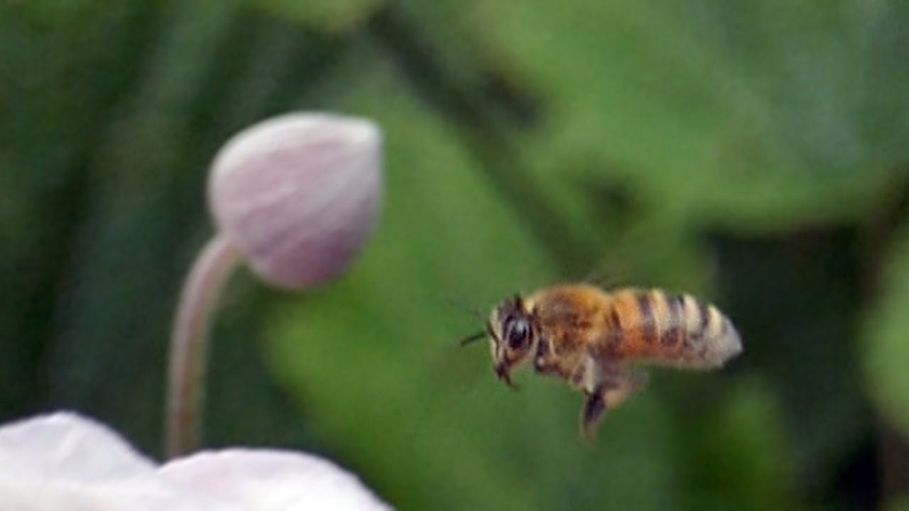 Panasonic DMC-TZ100, High Speed Video, Bee 2 (or not 2 Bee)
