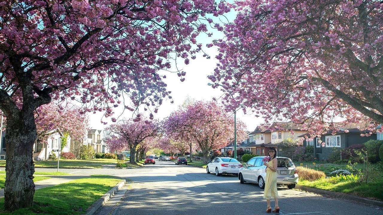 Mùa Xuân Đi Ngắm Hoa Anh Đào Nhật ở Canada 🇨🇦263》 Beautiful Cherry Blossom in Vancouver Anh Canada