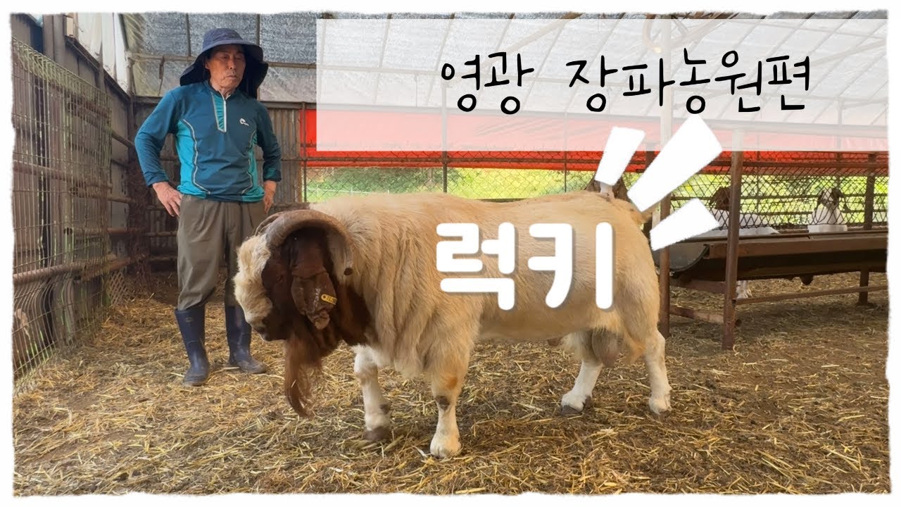 염소를 찾아서 feat.장파농원