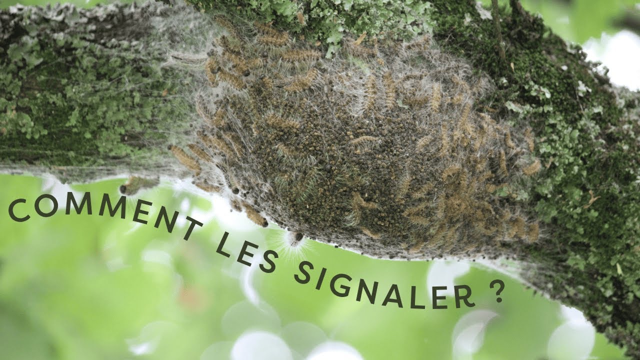 Signaler la présence de chenilles processionnaires