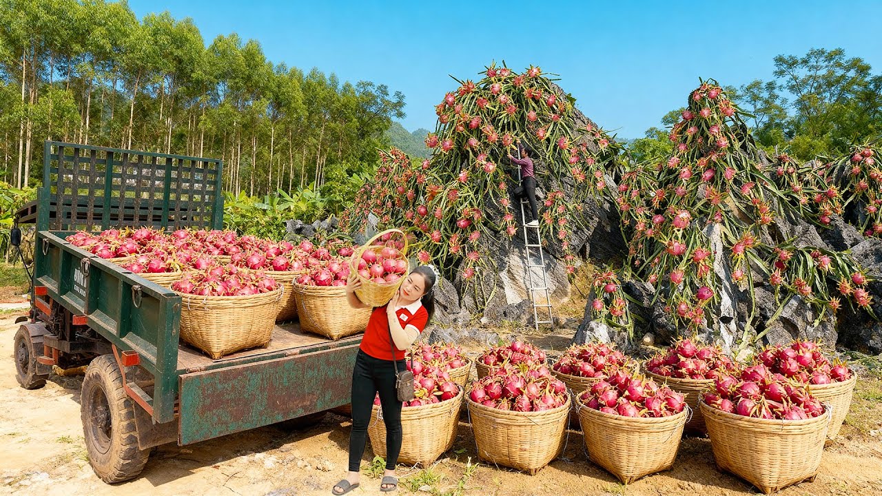 Harvesting 1000 Dragon Fruits On The High Rock, Use Truck Transport Goes To Market Sell