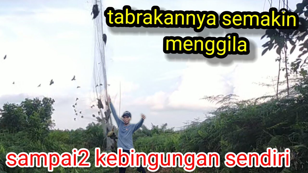 Asli di serbu oleh  gerombolan  burung punani