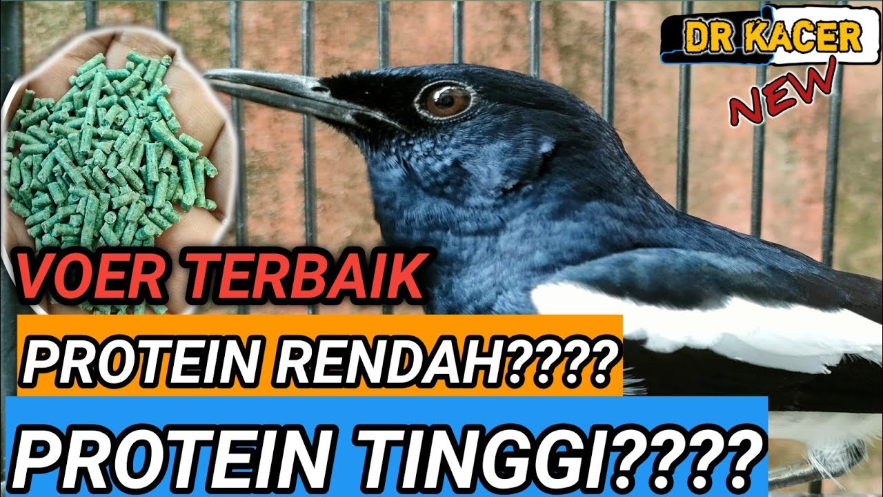 BAGUS ???? VOER BURUNG KACER TERBAIK | DR KACER NEW
