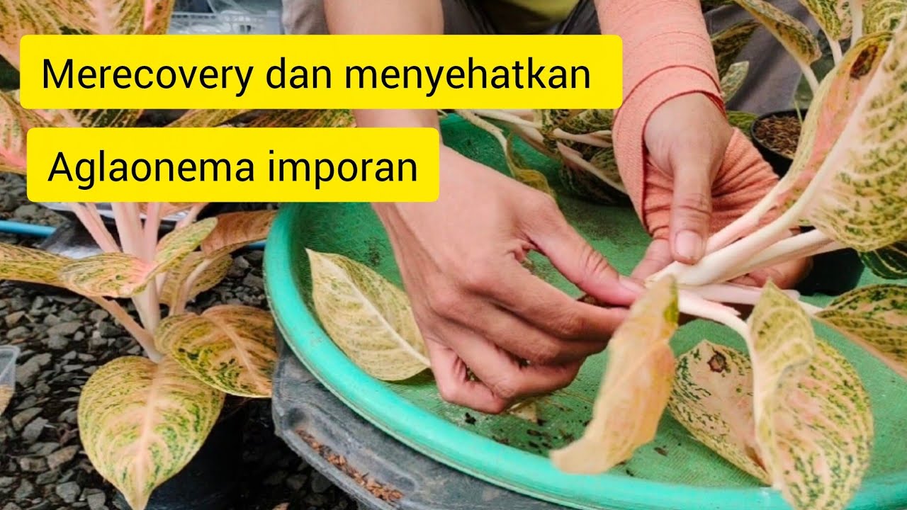Merecovery dan menyehatkan aglaonema imporan #tanamanhias #semiaglao #aglaonema 