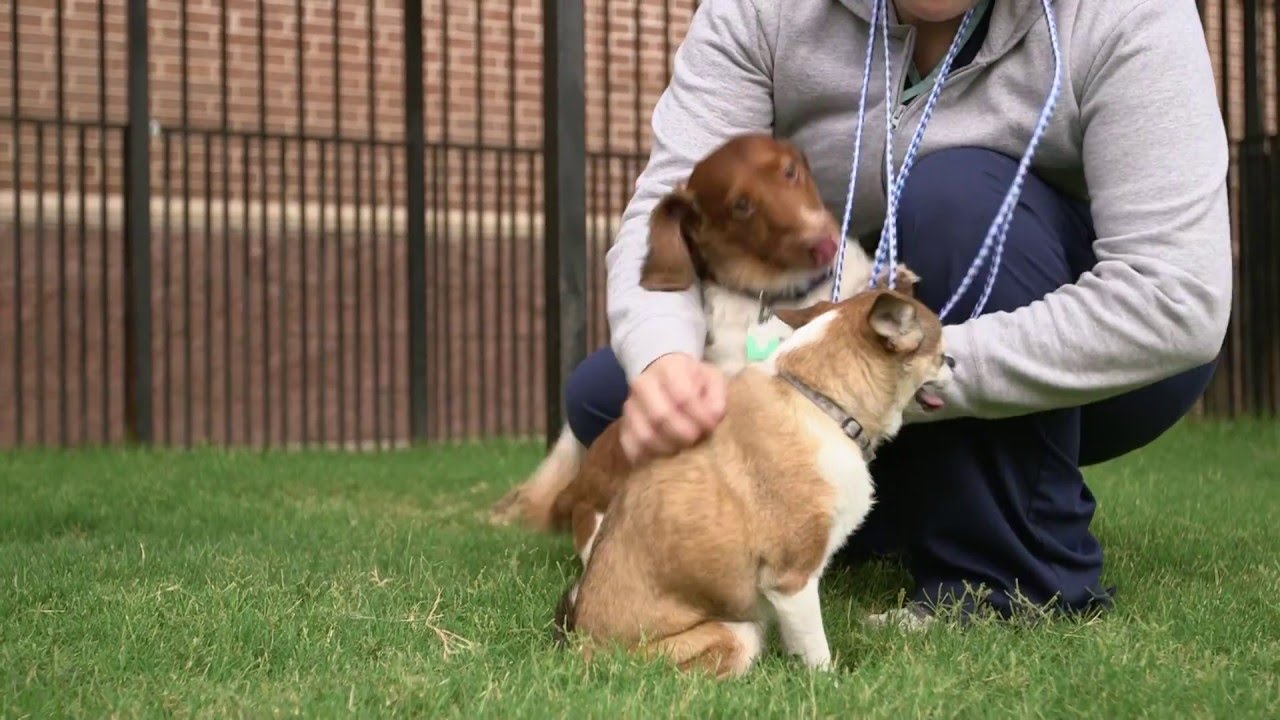 121 Animal Hospital facility tour in Frisco Texas