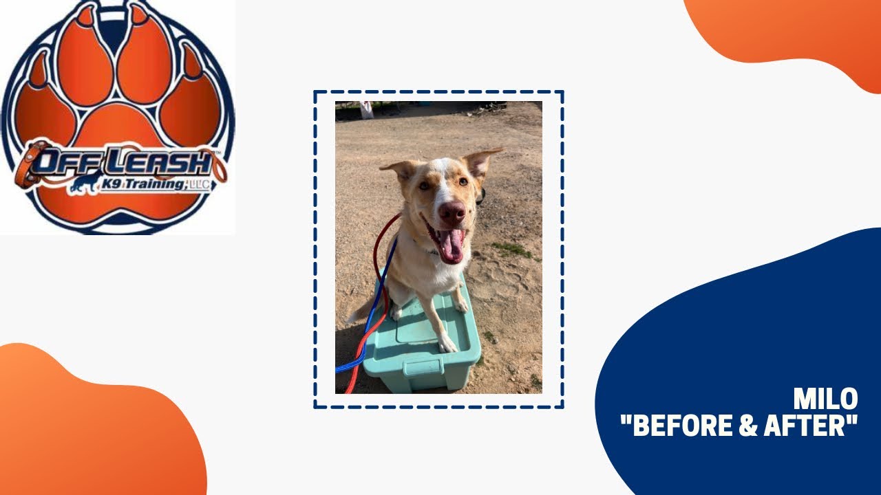 Milo | 1 Year Old Aussie Mix | AZ Dog Training Off Leash K9