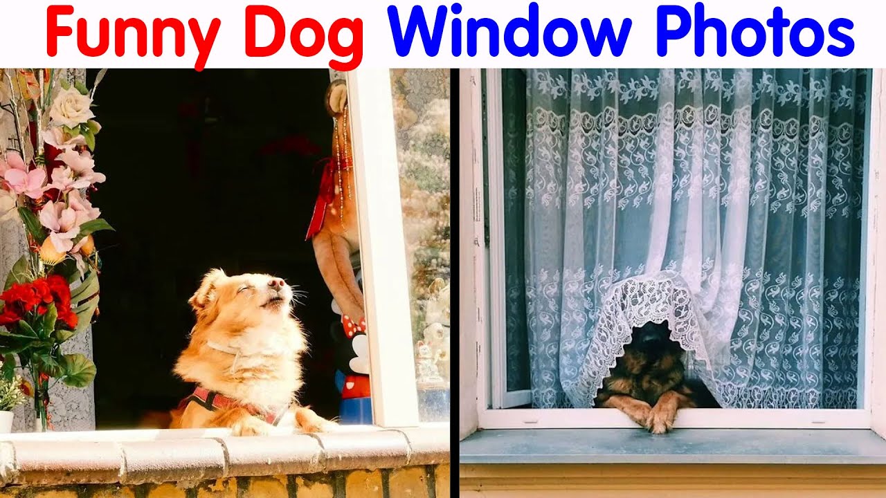 80 Sweet Dogs Looking Out From Windows - Cute Dogs