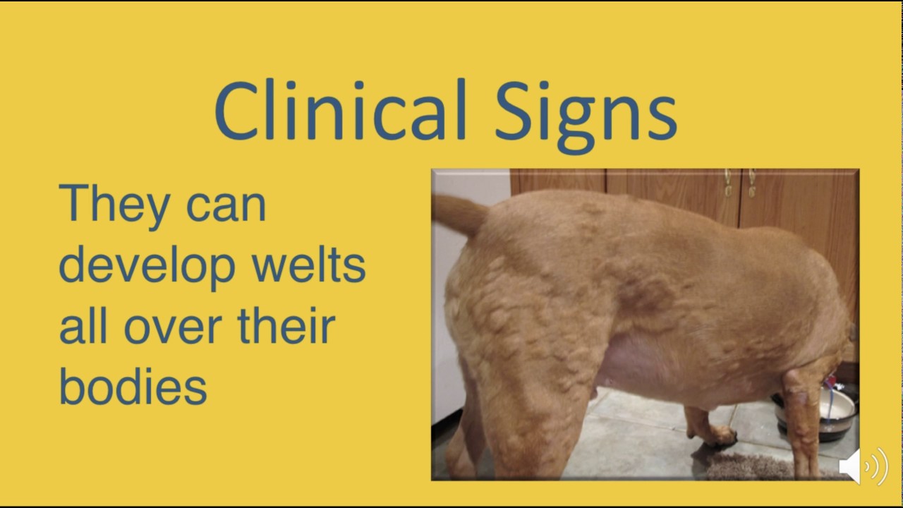 Allergic Reactions in Dogs
