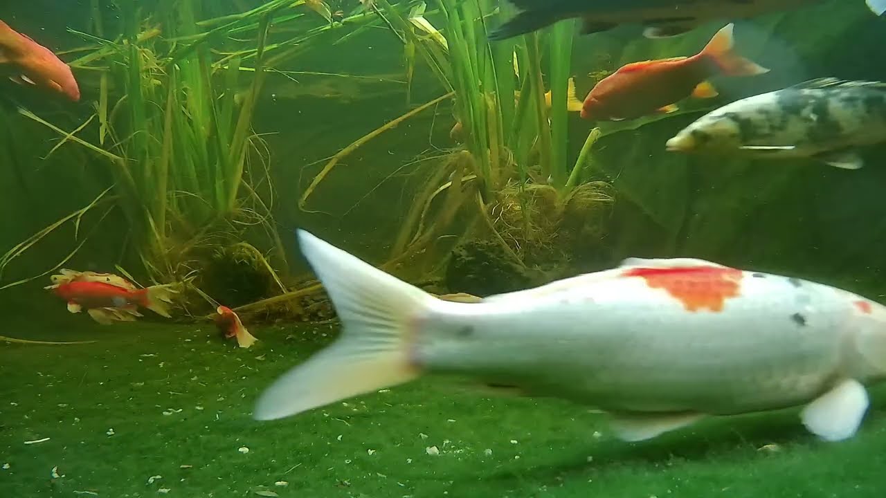 Pond and Turtle cam