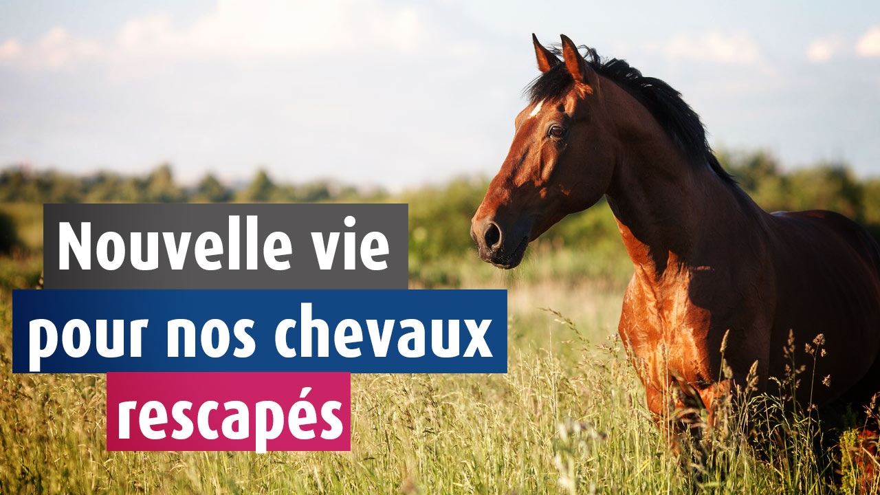 Arrachés à une vie de maltraitance, nos chevaux sont bichonnés