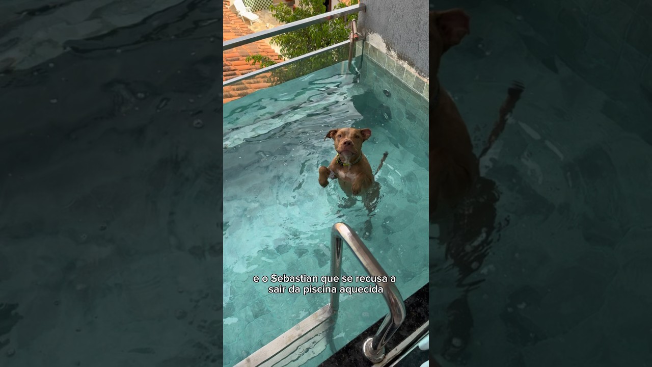 “ODEIO CACHORRO MIMADO” 