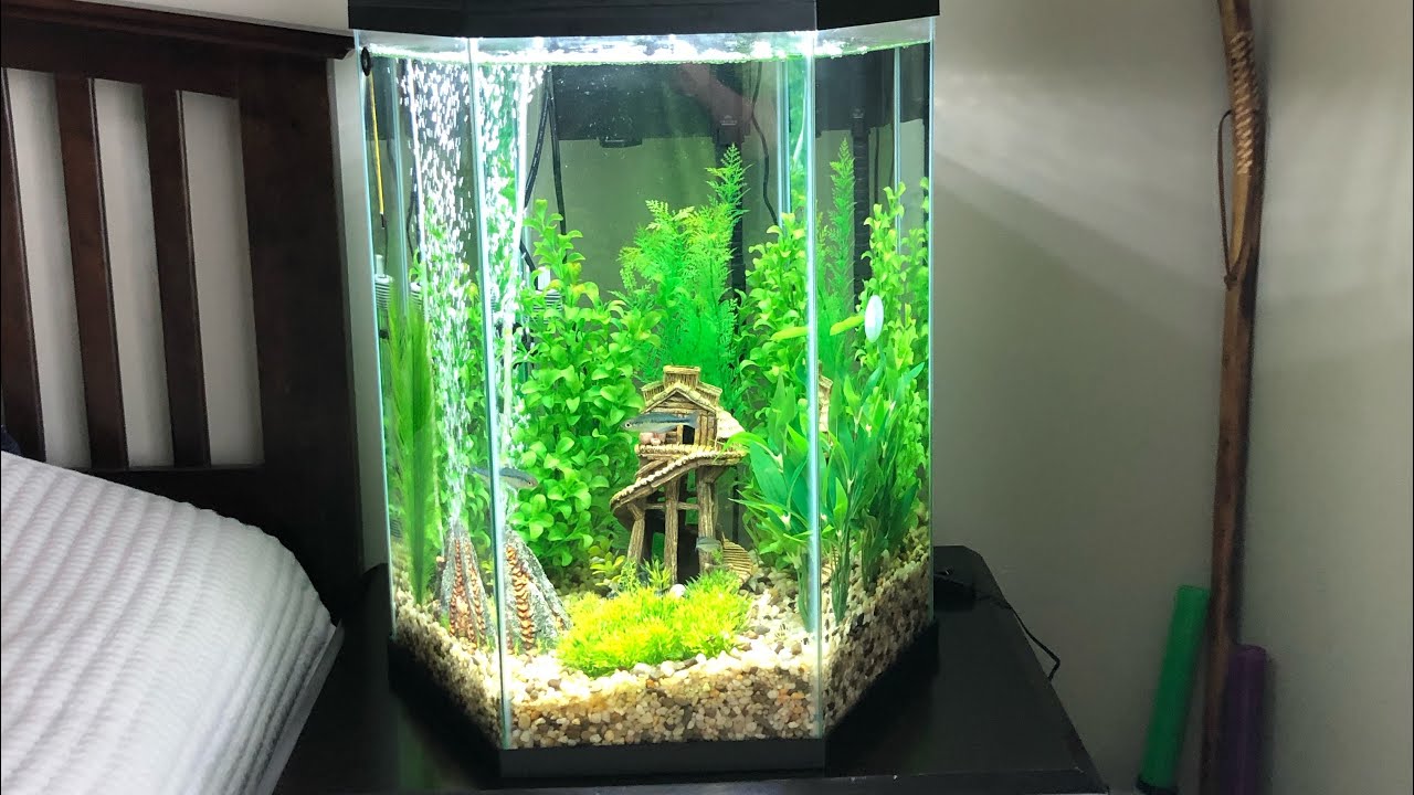 Stocking My 20 Gallon Hexagonal Tank With Fish