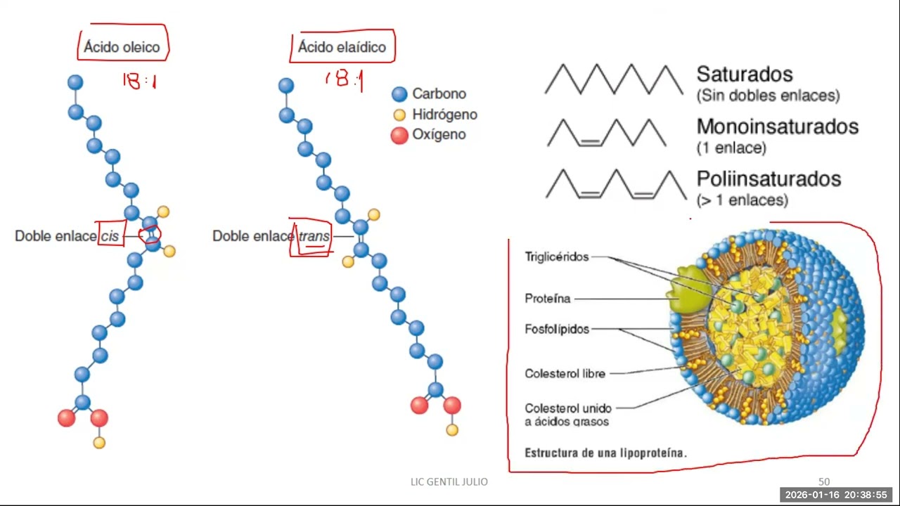 Metabolismo III