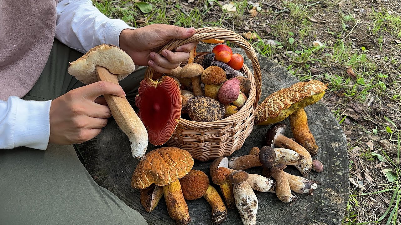 きのこ狩りして５種類を天ぷらで食べ比べ　アカジコウ　ムラサキヤマドリタケ　ヤマドリタケモドキ　アカヤマドリ　タマゴタケ