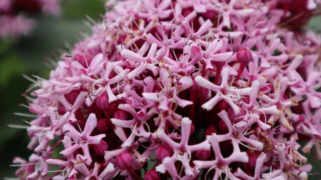 Falsa Hortensia - Clerodendrum bungei - Clerodendro chino